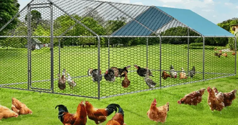 Cómo Construir un Gallinero Espacioso y Funcional: Guía Completa para Criadores Domésticos