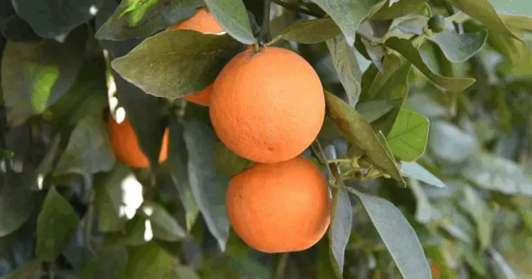 Cómo Podar un Naranjo para Aumentar la Producción: Guía Completa