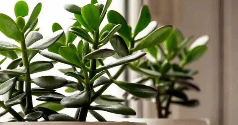 La Planta Jade: Significado, Cuidados y Beneficios de Tenerla en Casa