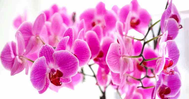 Método Innovador para Estimular el Crecimiento Rápido de Ramas y Nuevas Plántulas en Orquídeas