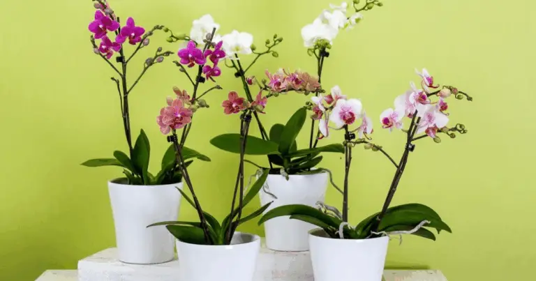 Cómo Revivir Orquídeas Antiguas: Método Efectivo para Recuperar su Fuerza y Floración