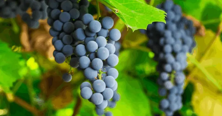 Cómo Cultivar Uva en Maceta Partiendo de Uvas Compradas: Guía Completa Paso a Paso