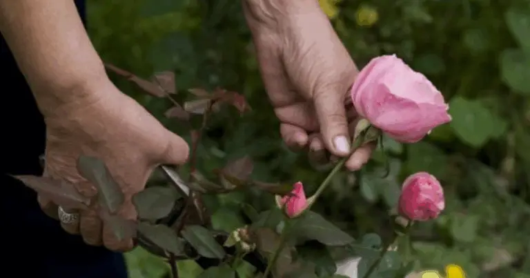 Cómo Injertar una Rosa con Otra Variedad: Guía Completa para Lograr Rosales Más Fuertes y Floraciones Únicas