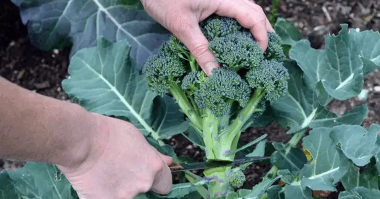 Cómo cultivar brócoli en maceta: guía completa para huertos domésticos pequeños