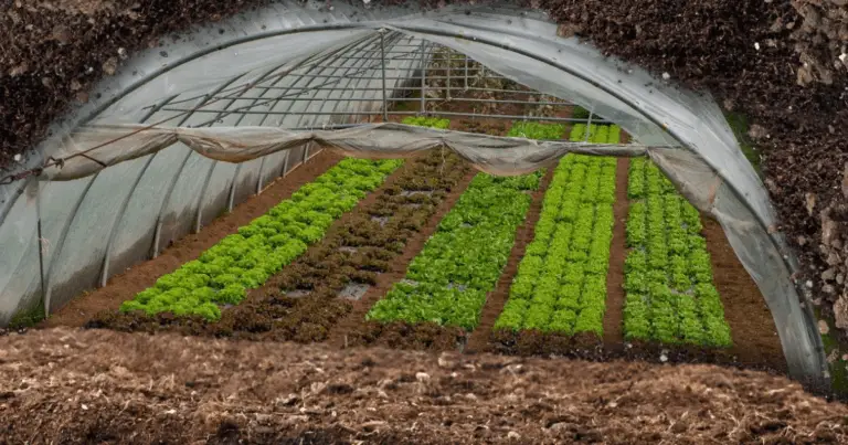 Cómo Construir un Invernadero Walipini y Cultivar Todo el Año