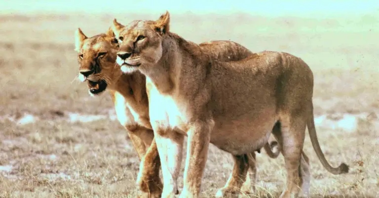 Tiempo de Gestación de los Animales: Duración y Factores que Influyen en Cada Especie