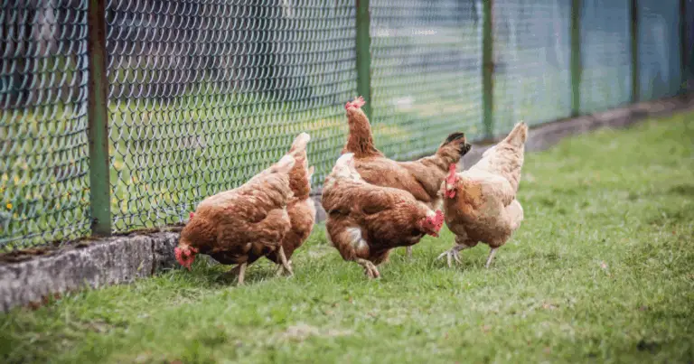 Cómo Construir un Gallinero Práctico y Funcional en Casa