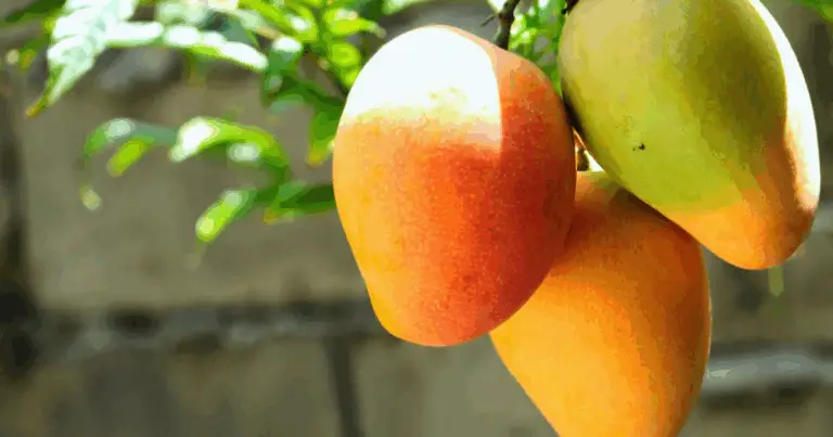 Cómo Cultivar una Planta de Mango en Casa: Métodos Reales y Consejos Prácticos