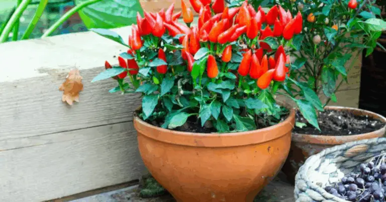 Cómo cultivar pimientos en espacios pequeños: guía completa para obtener una cosecha abundante