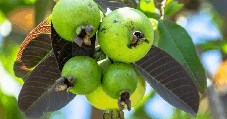 Cómo Cultivar Guayaba en Casa: Métodos Reales y Guía Completa