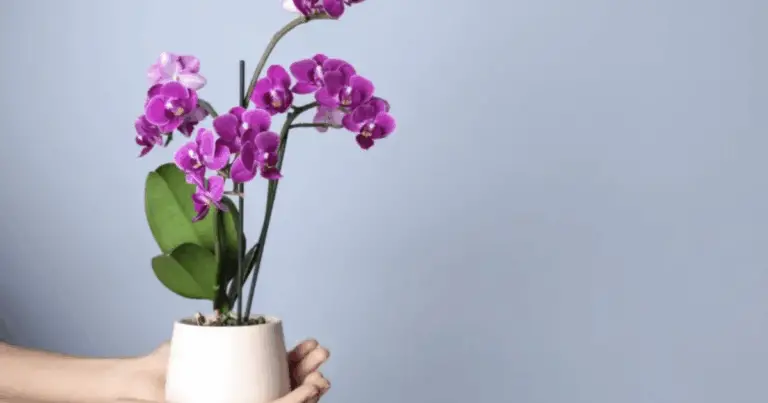 Orquídeas Abundantes: El Método Más Confiable para Lograr una Floración Continua