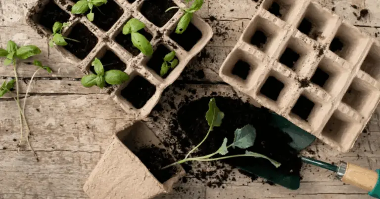 Cómo Cultivar Especias desde la Semilla: Guía Completa para Obtener Sabores Naturales en Casa