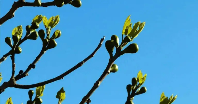 Poda de la Higuera: Guía Completa para Mantener Árboles Sanos y Productivos