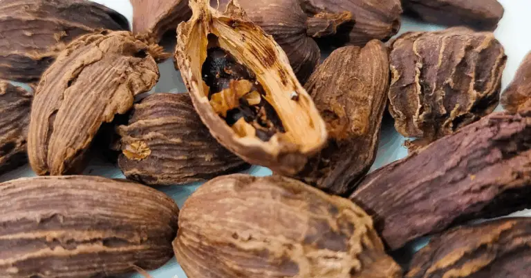 Cómo Cultivar Cardamomo Negro en Casa Desde Semillas: Guía Completa