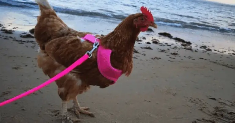 Pasear Gallinas con Arnés: La Nueva Tendencia en la Cría Doméstica de Aves