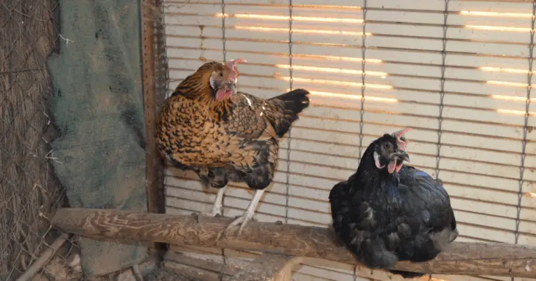 Cómo Deben Dormir las Gallinas: Guía Completa para un Descanso Seguro y Saludable