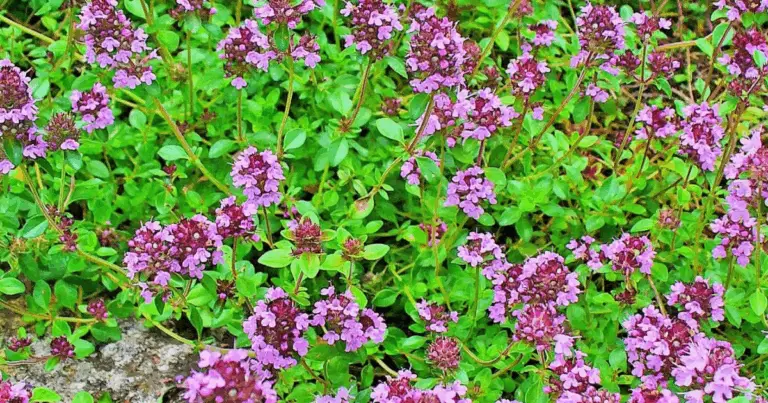 Tomillo Serpol: La Cobertura Vegetal Natural y Eficiente para un Jardín Sostenible
