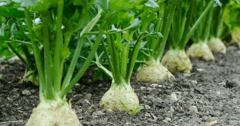 Cómo cultivar apionabo con éxito: guía práctica para macetas y huerto