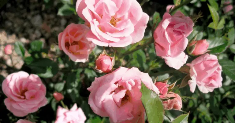 El secreto para tener un rosal lleno de flores: guía completa para obtener rosas abundantes y espectaculares