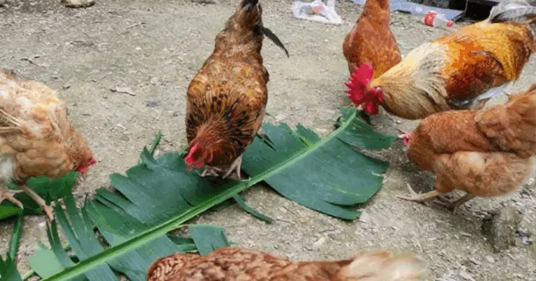 Hoja de plátano: un método natural para mejorar la salud de tus gallinas