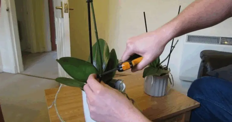 Cómo Podar Orquídeas Después de la Floración y Estimular una Nueva Etapa de Flores