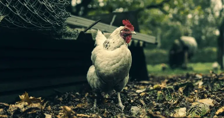 Gallinero Moderno y Funcional: Diseño, Higiene y Bienestar para Aves Domésticas