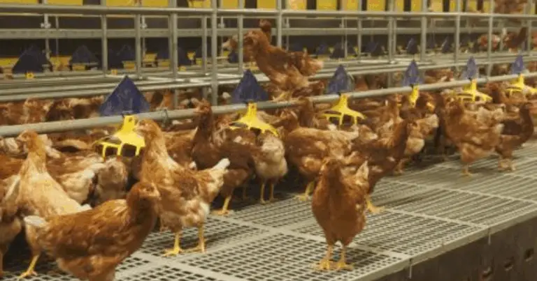 Diseño de Perchas para Gallinas: Organización y Bienestar en el Gallinero