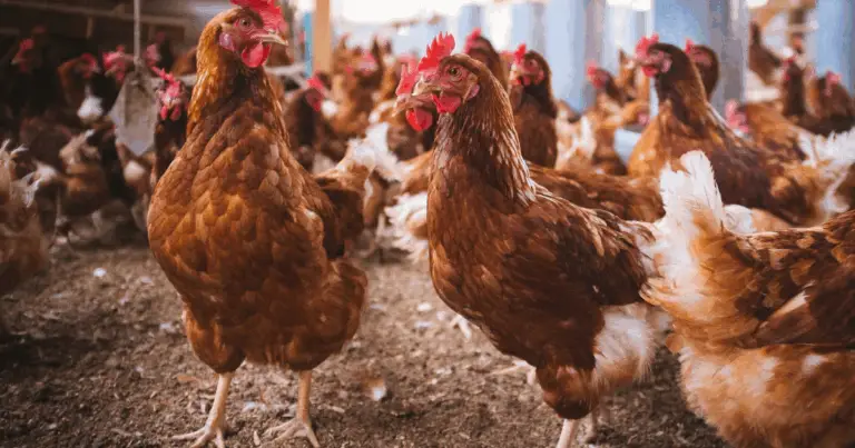 Diseño funcional de gallineros y nidos: guía práctica para espacios sostenibles y productivos