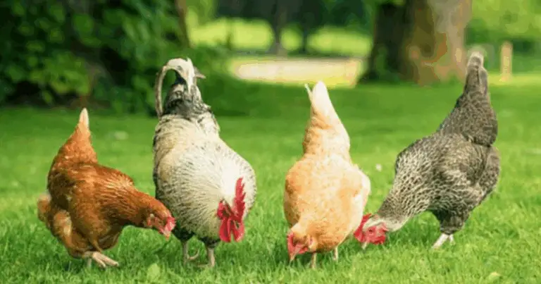 Cómo Mantener un Gallinero Organizado y Productivo Durante Todo el Año