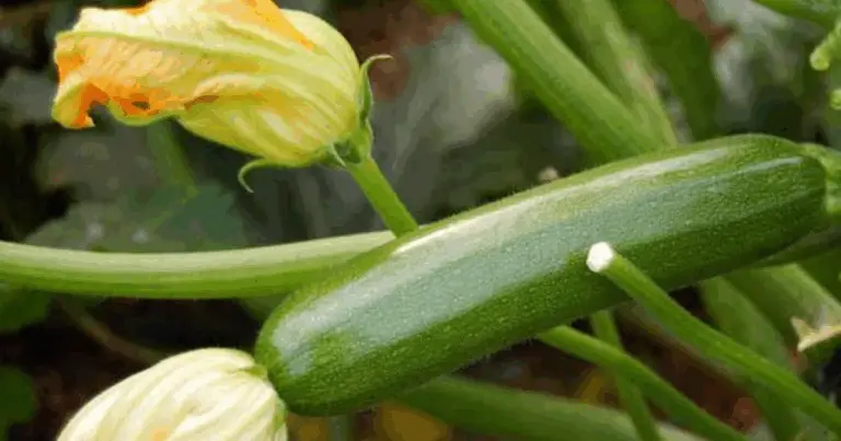 Cómo Cultivar Calabacín en Cajas de Madera: Guía Práctica para Huertos Urbanos