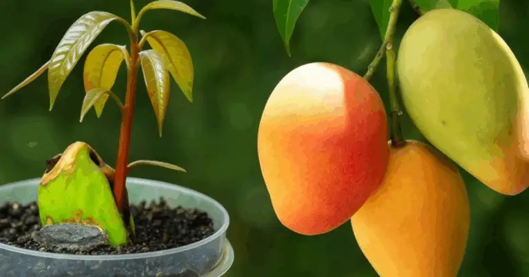 Cómo Cultivar un Mango en Casa de Forma Sencilla: Guía Completa con Métodos Eficaces