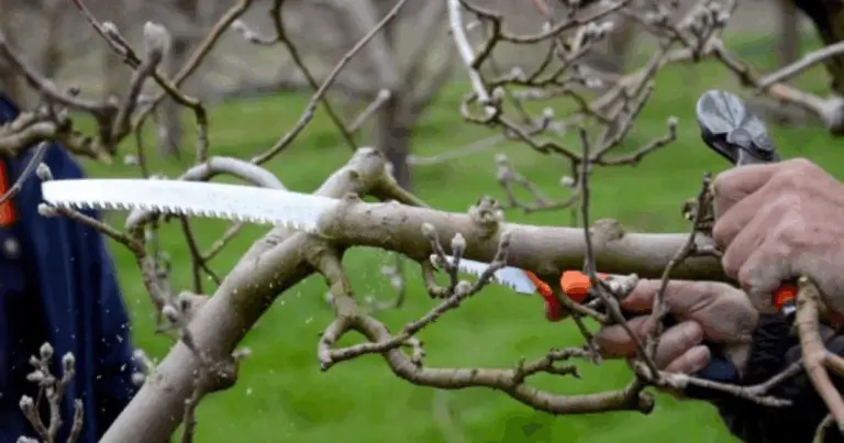 Cómo Podar un Manzano: Guía Completa para Hacerlo Correctamente