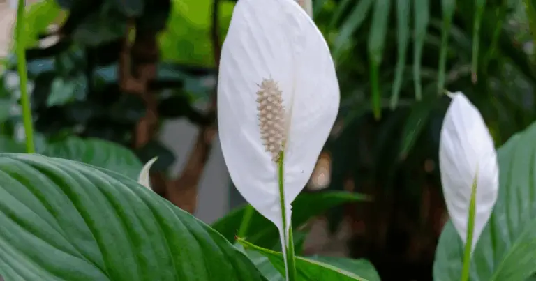 Secreto para un Lirio de la Paz Saludable y Florido: La Solución Natural que Transforma su Belleza