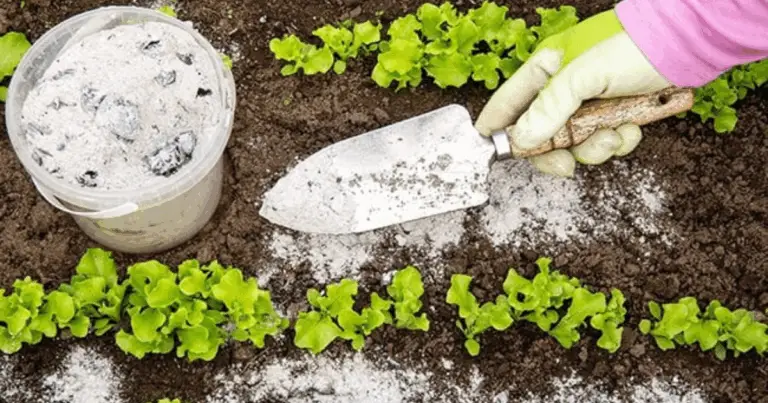 Fertiliza tus plantas de forma natural: guía completa para un crecimiento sano y vigoroso