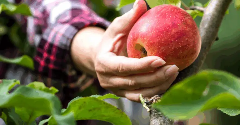 Técnicas de Poda en Árboles Frutales: Guía Completa para una Fructificación Óptima