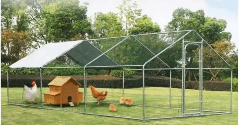 Gallinero moderno para el jardín: diseño, funcionalidad y bienestar aviar