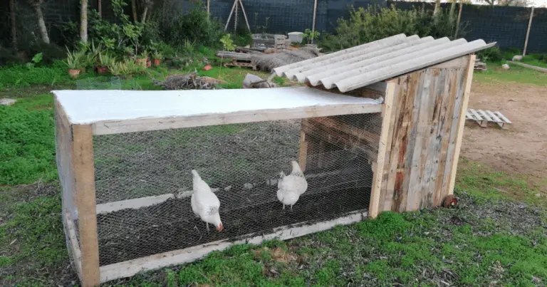 Gallinero Moderno: Diseño Eficiente, Seguro y Cómodo para una Cría Exitosa