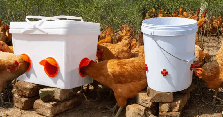 Comedero Casero para Gallinas: Económico, Práctico y Sostenible