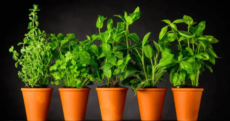 Cultiva tus hierbas en agua: guía práctica para un jardín fácil y decorativo