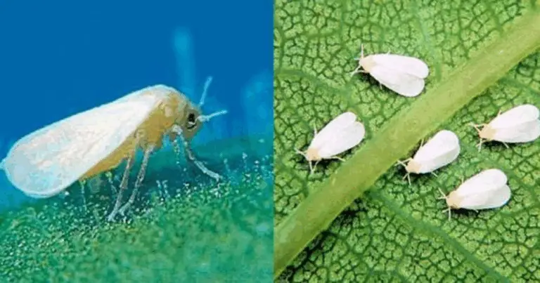 Cómo Identificar Parásitos y Enfermedades en el Jardín: Guía Completa para Detectar Problemas en tus Plantas