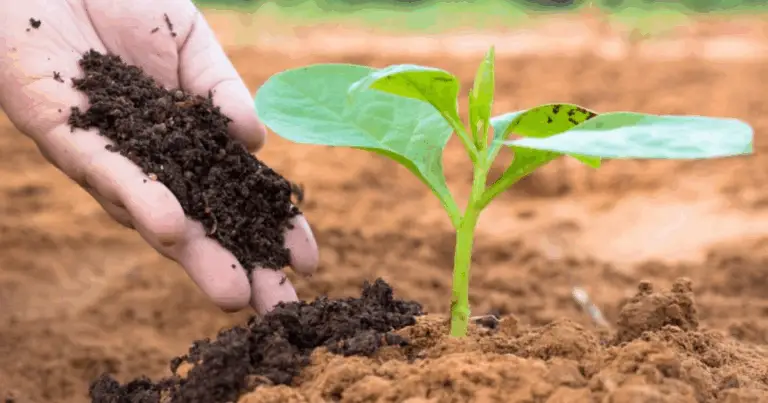 Fertilizantes orgánicos para un crecimiento vegetal vigoroso: guía completa de selección y uso
