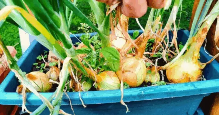 Jardinería Innovadora: Cómo Cultivar Cebollas sin Tierra Usando una Planta de Plátano