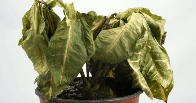 Fertilizante Natural en Pastilla: Resultados Rápidos para tus Plantas