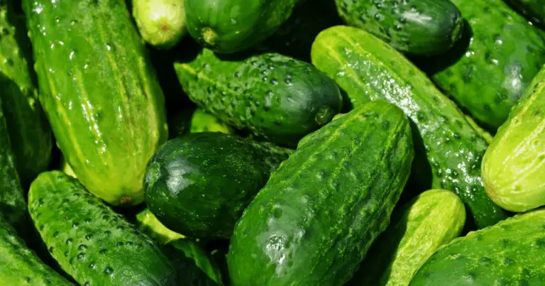 Vierte este ingrediente sobre tus pepinos y verás una cosecha más abundante y protegida