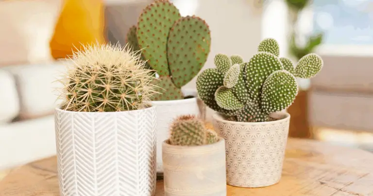 El Secreto para Salvar Cactus: Guía Completa y Práctica para Revivirlos con Éxito