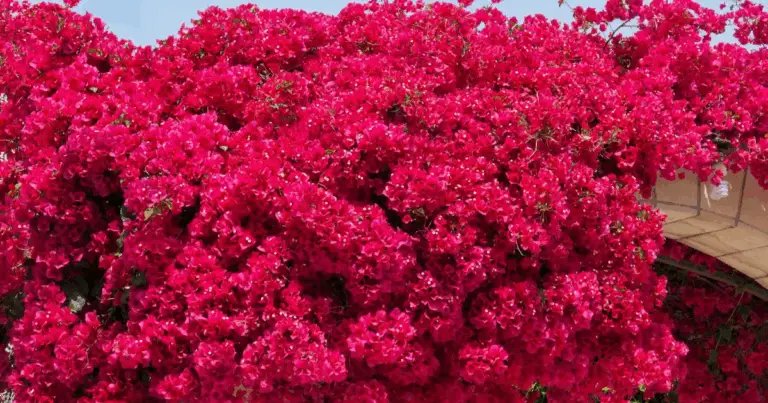 Guía definitiva para propagar buganvillas: color y vida para tu jardín o balcón