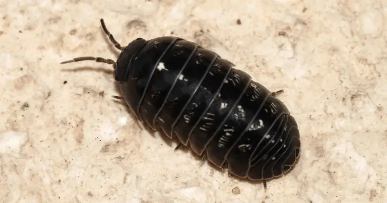 Los oniscídeos en el jardín: aliados silenciosos para un suelo saludable
