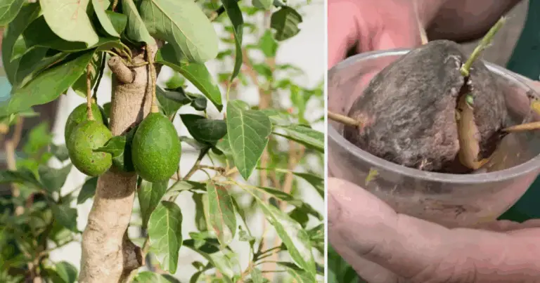 Cómo plantar aguacate rápido con una técnica alternativa para acelerar el enraizamiento