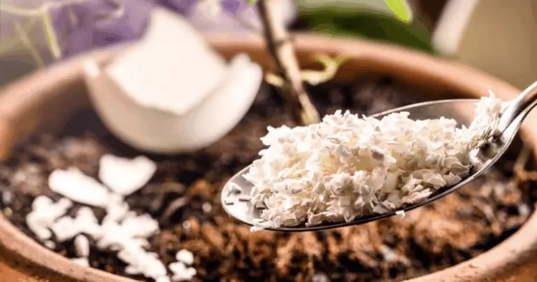 El agua de arroz para orquídeas: un método natural para estimular una nueva floración