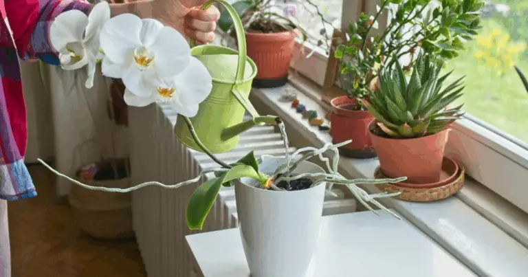 Cómo Cuidar las Hojas y las Flores de la Orquídea: Guía Completa para Mantenerla Sana